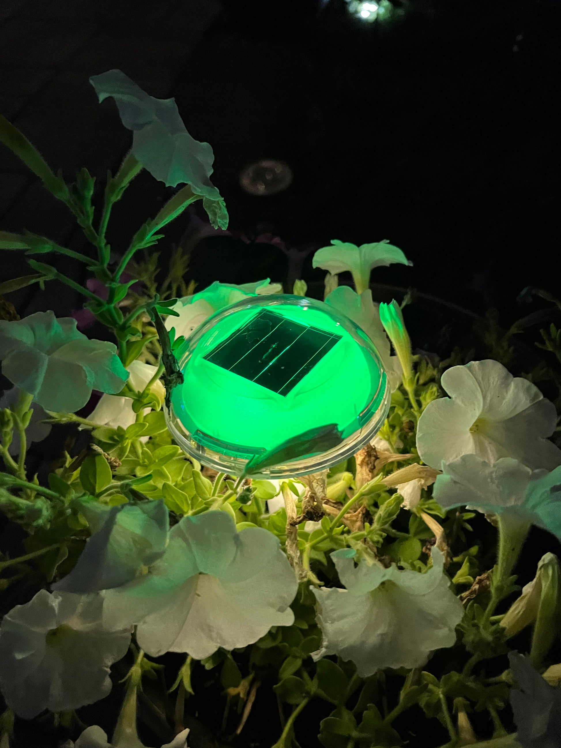 BigM RGB Color Changing Solar Mushroom Lights make your garden standout