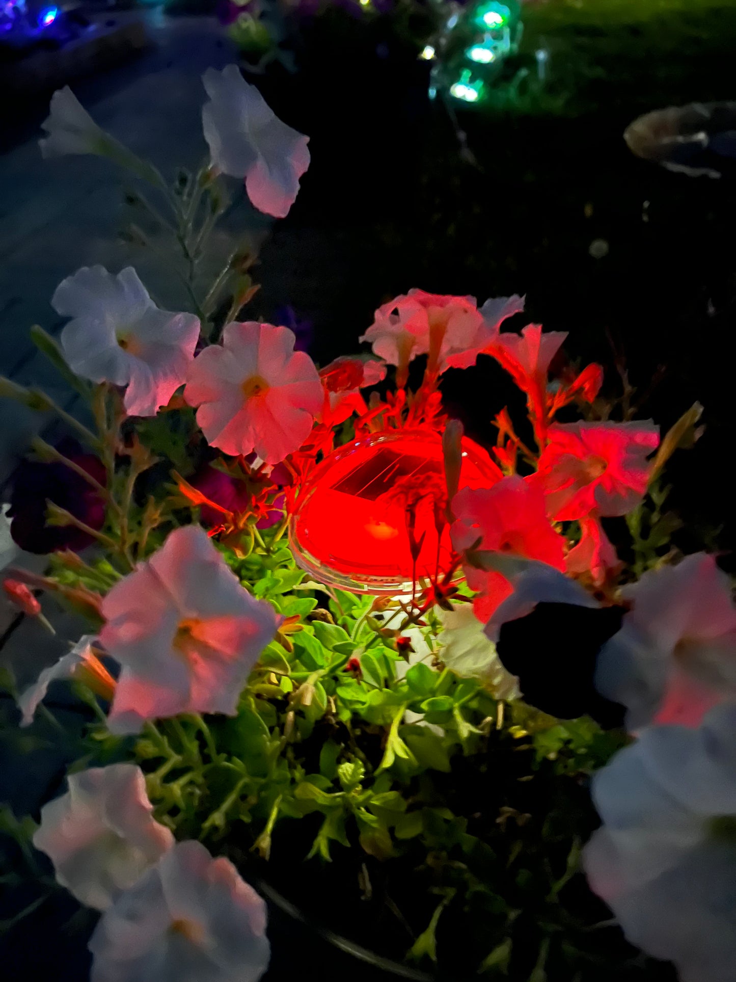 BigM RGB Color Changing Solar Mushroom Lights Glowing at night