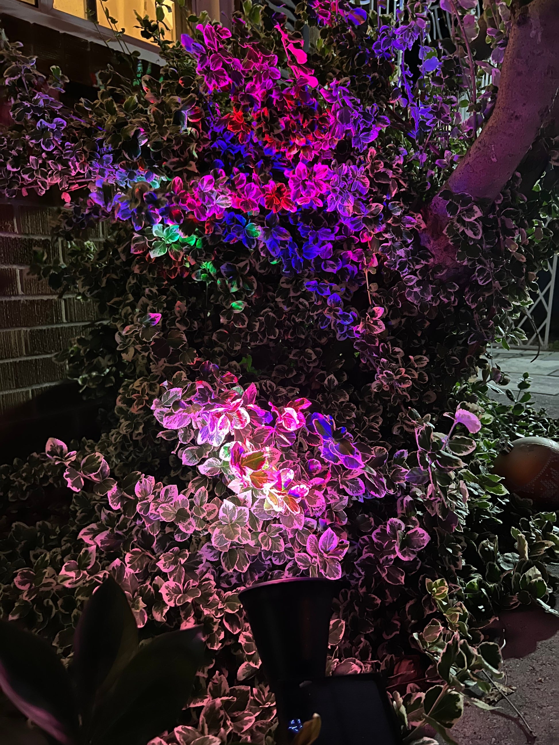 BigM Wireless RGB Color Changing Solar Spotlights light up a bush beautifully at night and continuously change colorcha
