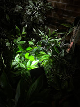 Cargar imagen en el visor de la galería, BigM 20 LED Cool White Wireless Solar Spotlights are perfect to light up plants, stones at night
