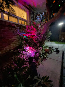 BigM Wireless RGB Color Changing Solar Spotlights creates a beautiful atmosphere in the garden at night