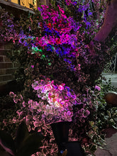 Load image into Gallery viewer, BigM Wireless RGB Color Changing Solar Spotlights light up a bush beautifully at night and continuously change colorcha
