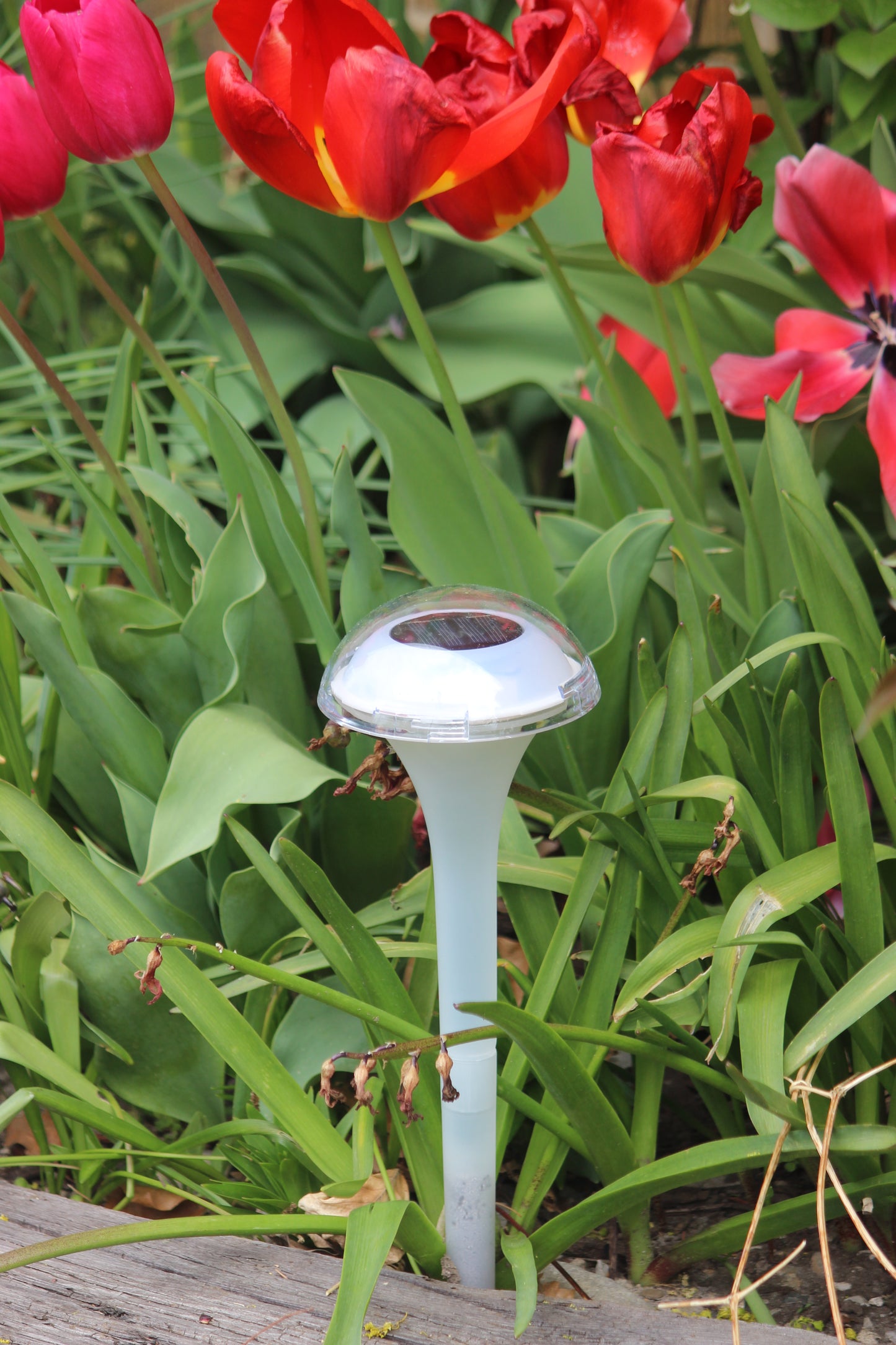 BigM RGB Color Changing Solar Mushroom Lights installed in a Garden