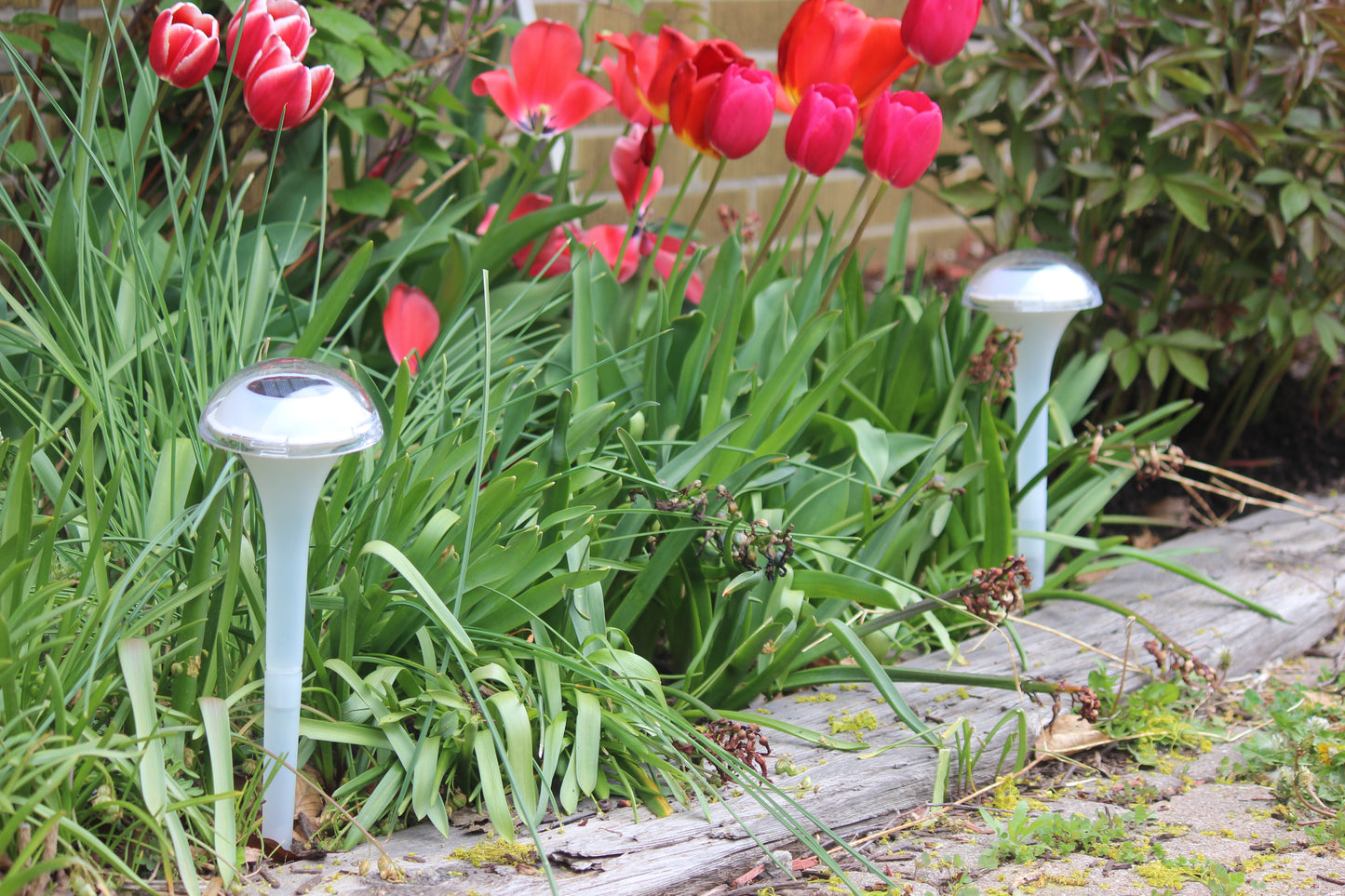 BigM RGB Color Changing Solar Mushroom Lights add beauty in a Garden